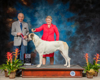 Anatolian Shepherd Dog #5 BOS MAJ Judge Roger Hartinger