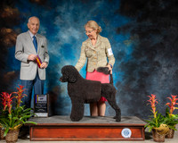 Portuguese Water Dog #6 Sun BOB BOH Judge Roger Hartinger