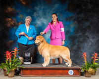 Golden Retriever #9 Sun BOB Judge Joy Brewster