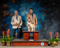 French Bulldog #37 Sun BOB Judge Edd Bivin