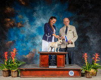 French Bulldog #8 Sun BOW MAJ Judge Edd Bivin
