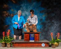 Havanese Thurs WD NC Judge Joy Brewster