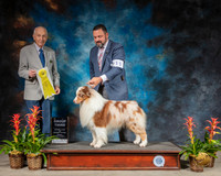 Australian Shepherd Sun G3 Judge Roger Hartinger