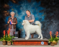 Samoyed #17 Sun BOS Judge Paula Hartinger
