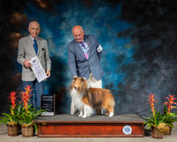 Shetland Sheepdog #9 Sun G4 Judge Roger Hartinger
