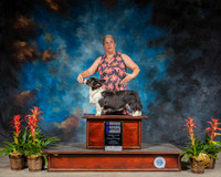 Cardigan Welsh Corgi #6 Sun WB Judge Donald Gill