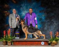 German Shepherd Dog #26 Sun BOB Judge Donald Gill
