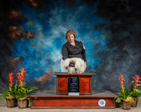 Pekingese #15 Sun BOW Judge Barbara Alderman