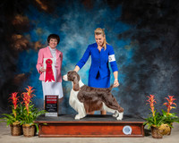 English Springer Spaniel #9 Sun G2 Judge Barbara Alderman