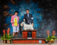 Sealyham Terrier #6 Sun G3 Judge Barbara Alderman