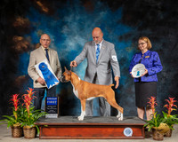 Boxer #10 Sun G4 Judge Edd Bivin
