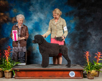 Portuguese Water Dog #6 Sat G1 Judge Paula Hartinger RESHOOT