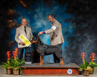 Rottweiler #12 Sun G3 Judge Edd Bivin