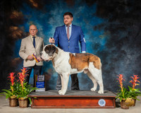 Saint Bernard #11 Sun BOB New GC Judge Edd Bivin