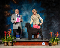 Portuguese Water Dog #6 Sat OHG1 Judge Donald Gill