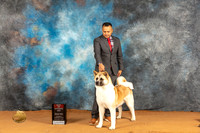 Akita #18 Sat BOS Judge Dr Steve Keating