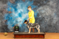 Australian Cattle Dog #16 Sat BJrSweeps Judge Malinda Julien