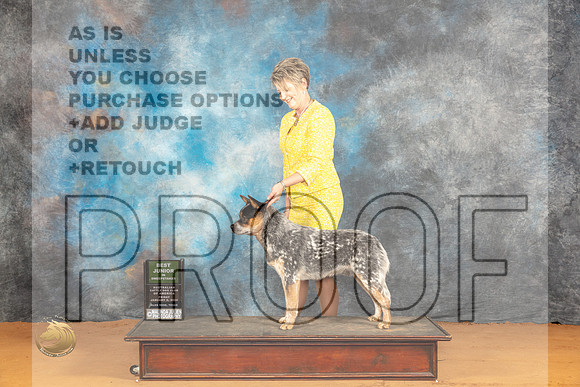 Australian Cattle Dog #16 Sat BJrSweeps Judge Malinda Julien_JP_9761_Glen Rose_2024_HR3