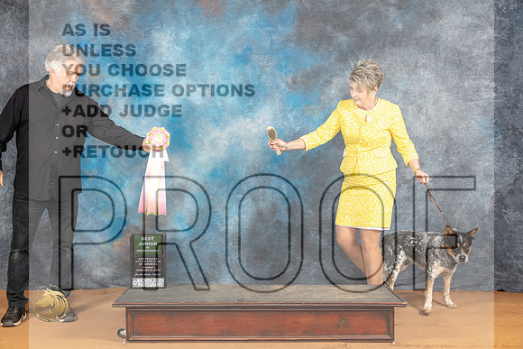 Australian Cattle Dog #16 Sat BJrSweeps Judge Malinda Julien_JP_9763_Glen Rose_2024_HR3