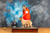 Australian Cattle Dog #21 Sat WDM Judge Pat Trotter