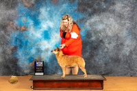 Australian Cattle Dog #32 Sat BOWWBM Judge Pat Trotter