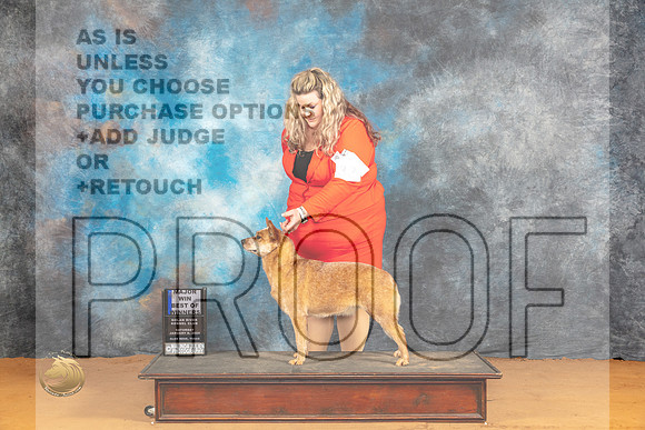 Australian Cattle Dog #32 Sat BOWWBM Judge Pat Trotter_JP_9772_Glen Rose_2024_HR3