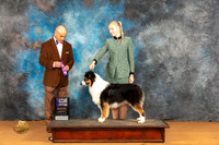 Australian Shepherd #349 Sat WDM Harry (Butch) H Schulman