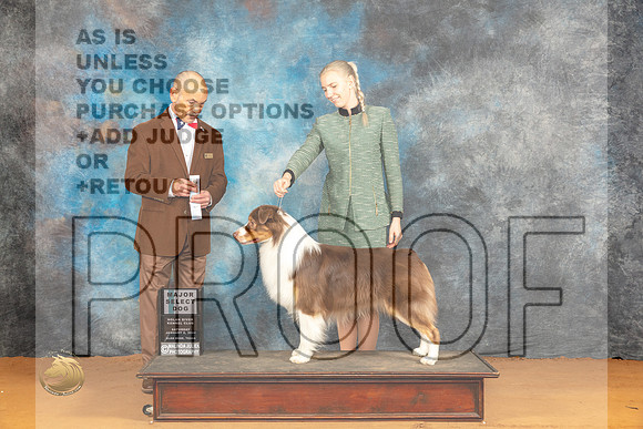 Australian Shepherd #47 Sat SDM Judge Harry (Butch) H Schulman_JP_9891_Glen Rose_2024_HR3