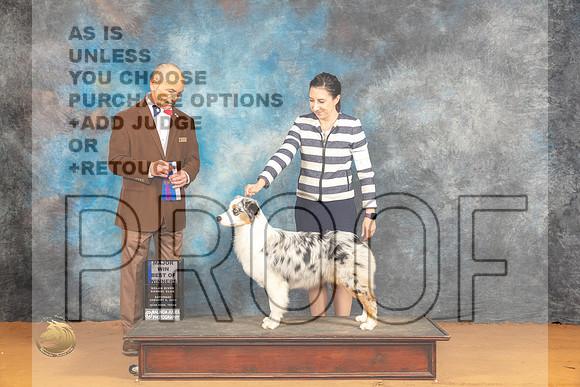 Australian Shepherd #6 Sat WBBOWM Judge Harry (Butch) H Schulman_JP_9885_Glen Rose_2024_HR3