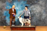 Australian Shepherd #6 Sat WBBOWM Judge Harry (Butch) H Schulman