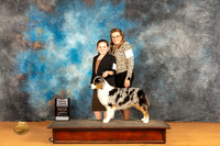 Australian Shepherd #J6 Sat Jr1st Judge Dr Steve Keating