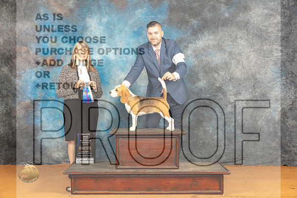 Beagle 15 #18 Sat BOWM Judge Angela Pickett_JP_9862_Glen Rose_2024_HR3