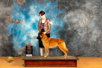Belgian Tervuren #17 Sat OHBOBBOS Judge Edy Dykstra-Blum