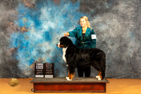 Bernese Mountain Dog #26 Sat OHBOBSB Judge Dr Steve Keating
