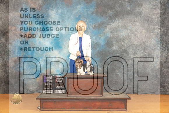 Biewer Terrier #9 Sat OHBOBWDBOWM Judge Pat Trotter_JP_0069_Glen Rose_2024_HR3