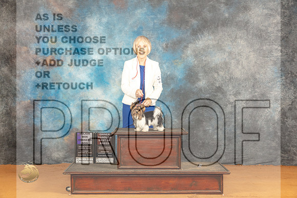 Biewer Terrier #9 Sat OHBOBWDBOWM Judge Pat Trotter_JP_0070_Glen Rose_2024_HR3