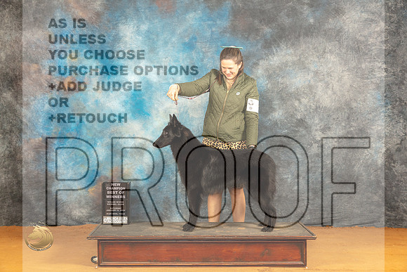 Blegian Shepherd #8 Sat WBBOWCH Judge Edy Dykstra-Blum_JP_0107_Glen Rose_2024_HR3