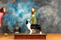 Border Collie #J503 Sat BJr Judge Dr Steve Keating