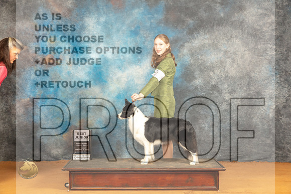 Border Collie #J503 Sat BJr Judge Dr Steve Keating_JP_0031_Glen Rose_2024_HR3