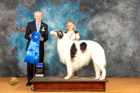 Borzoi #23 Sat G1 Judge Dr Norbert Dee