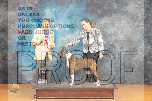 Boxer #12 WBBOWBOS Judge Desmond Murphy_JP_0060_Glen Rose_2024_HR3