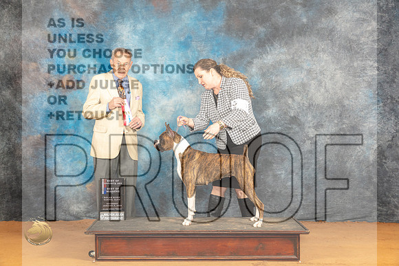 Boxer #12 WBBOWBOS Judge Desmond Murphy_JP_0062_Glen Rose_2024_HR3