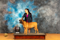 Bullmastiff #14 Sat BOSM Judge Dr Steve Keating