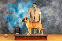 Bullmastiff #19 Sat BOWCh Judge Dr Steve Keating