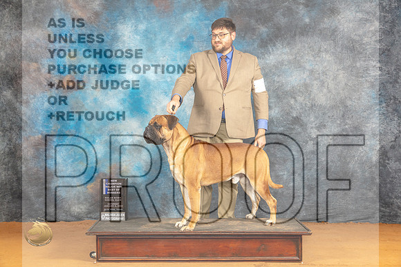 Bullmastiff #19 Sat BOWCh Judge Dr Steve Keating_JP_0095_Glen Rose_2024_HR3