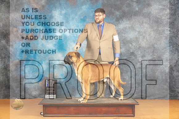 Bullmastiff #19 Sat BOWCh Judge Dr Steve Keating_JP_0096_Glen Rose_2024_HR3
