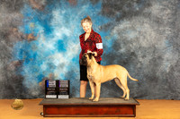 Bullmastiff #8 Sat RWB Judge Dr Steve Keating