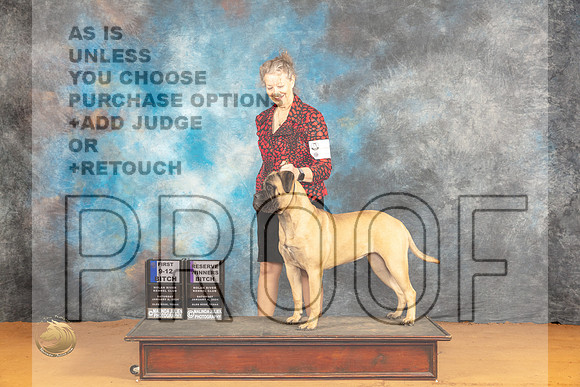 Bullmastiff #8 Sat RWB Judge Dr Steve Keating_JP_9753_Glen Rose_2024_HR3