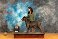 Cane Corso #19 Sat SDGCH Judge Dr Steve Keating