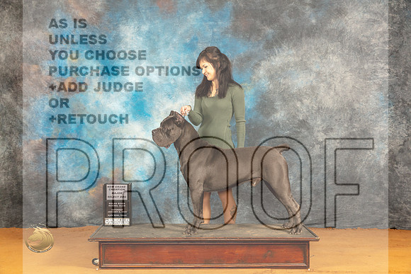 Cane Corso #19 Sat SDGCH Judge Dr Steve Keating_JP_9813_Glen Rose_2024_HR3